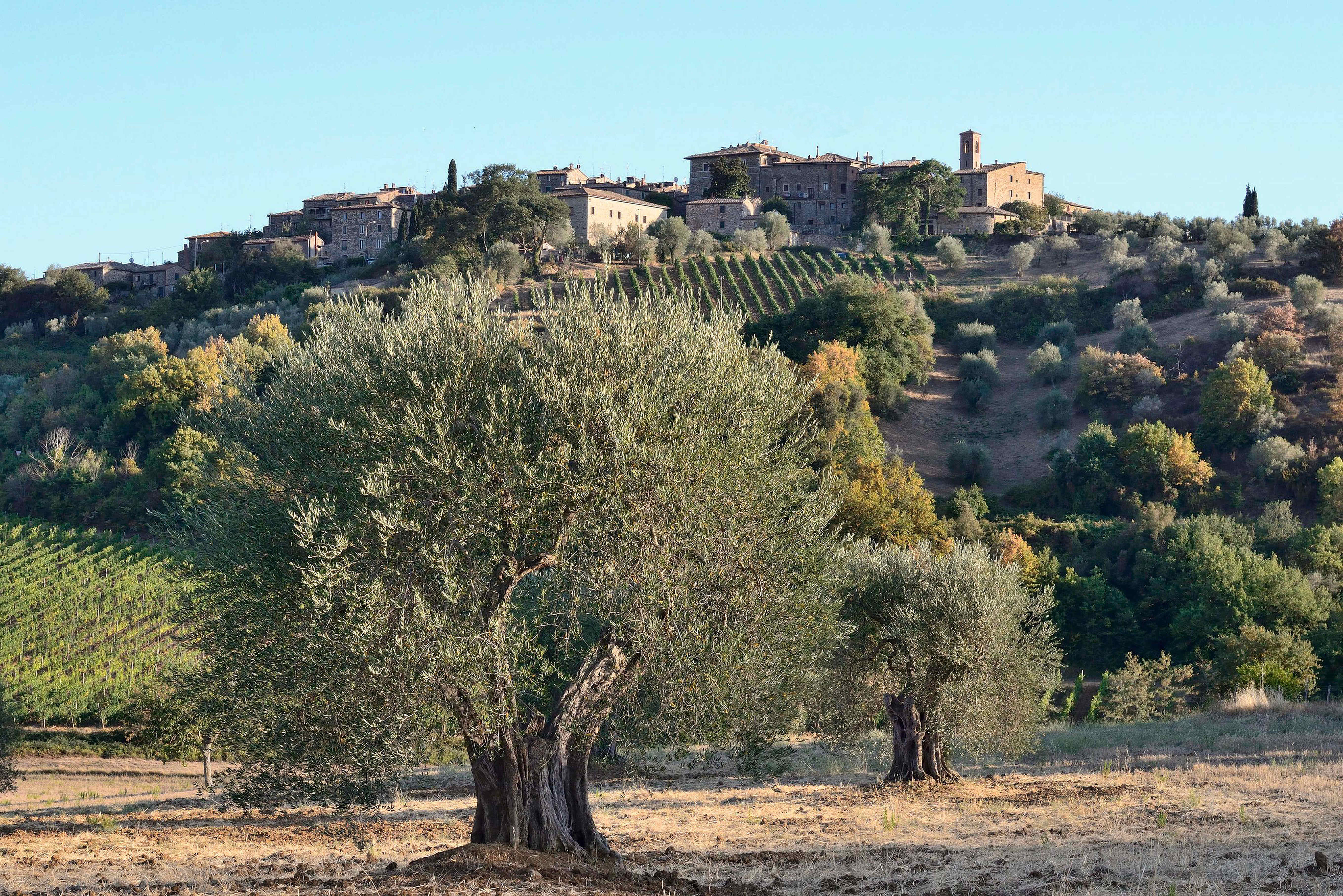 Castelnuovo dell’Abate